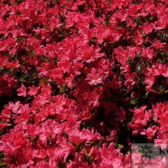 800px-red-flower-bush-azalea_-_west_virginia_-_forestwander.jpg