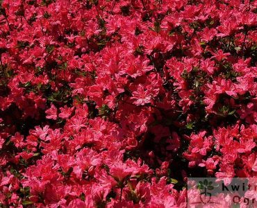 800px-red-flower-bush-azalea_-_west_virginia_-_forestwander.jpg