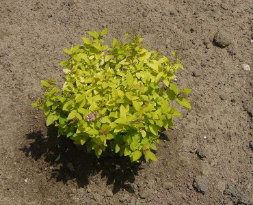 800px-spiraea_japonica_golden_princess.jpeg