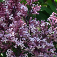800px-syringa_meyeri_palibin_zoom.jpg