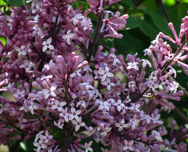 800px-syringa_meyeri_palibin_zoom.jpg