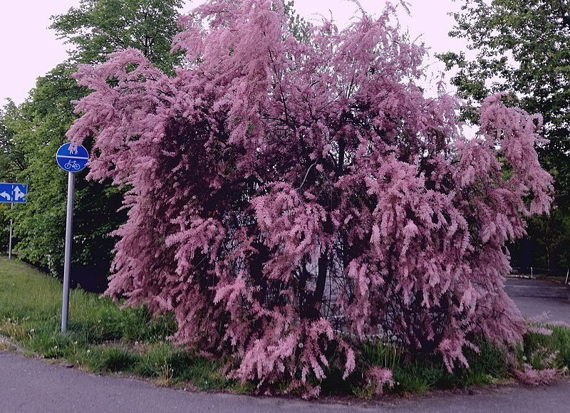 Tamaryszek(Tamarix) - obrazek 6