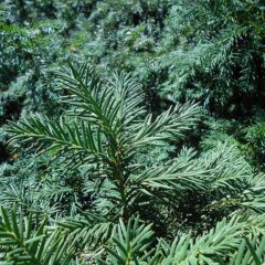 800px-taxus_baccata_repandens_2018-07-09_4635.jpg