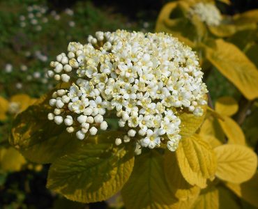 800px-viburnum_lantana_aureum_2016-05-09_8248_11.jpg