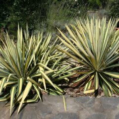 800px-yucca_filamentosa_color_guard_2zz.jpg