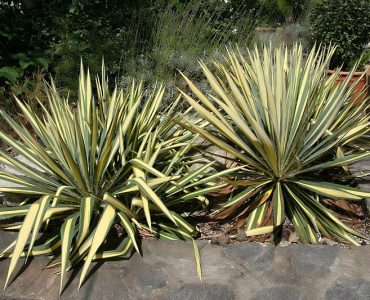 800px-yucca_filamentosa_color_guard_2zz.jpg