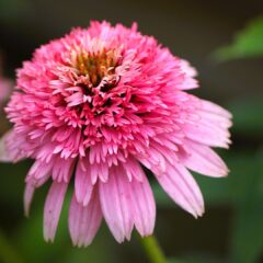 Echinacea Butterfly Kisses
