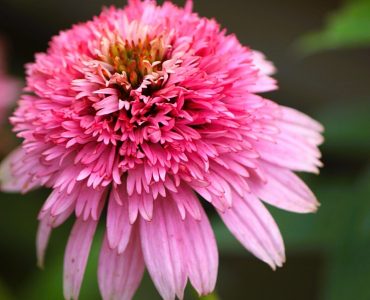 Echinacea Butterfly Kisses