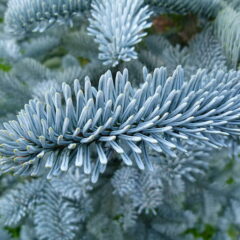 abies_procera_glauca_-_20101120-02.jpg