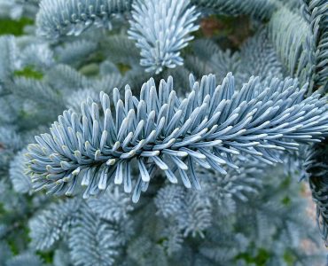 abies_procera_glauca_-_20101120-02.jpg