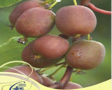 aktinidia-ostolistna-mini-kiwi-weiki-f-actinidia-1.jpeg