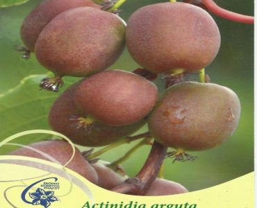aktinidia-ostolistna-mini-kiwi-weiki-f-actinidia.jpeg