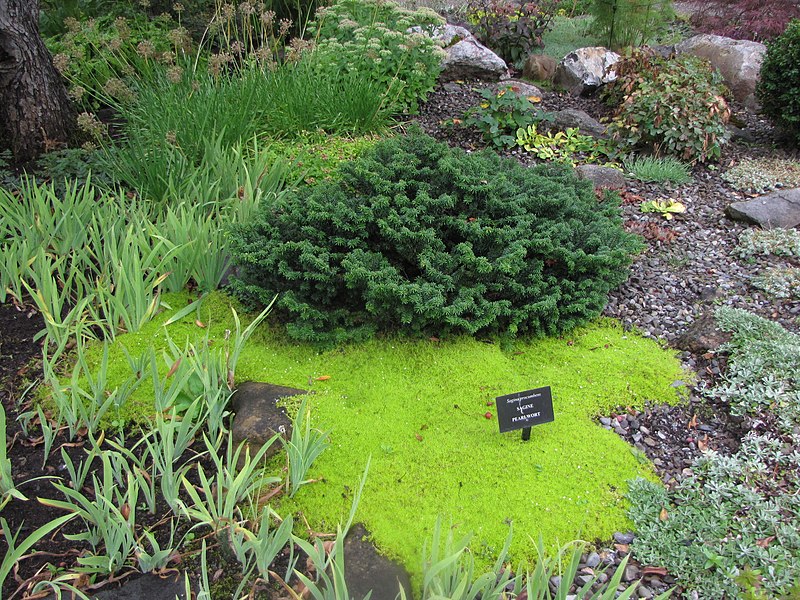 Jodła balsamiczna "Nana"(Abies balsamea) - obrazek 2