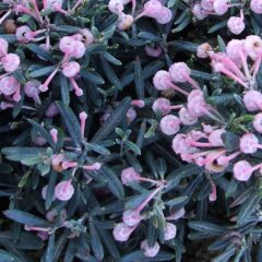 andromeda_polifolia_compacta_2.jpg