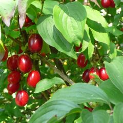 atlas_roslin_pl_deren_jadalny_10634_6756.jpg