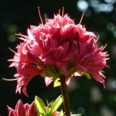 azalea-1205868_1280-608x1080-1.jpg