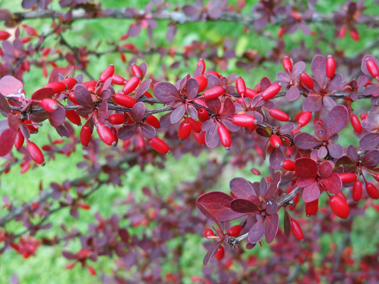Berberys Thunberga "Dart's Red Lady"(Berberis thunbergii) - obrazek 3