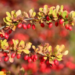 barberry-3733393_1920-1-1620x1080-1.jpg