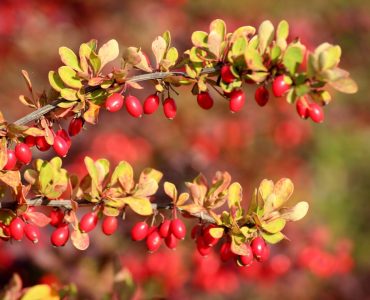 barberry-3733393_1920-1-1620x1080-1.jpg