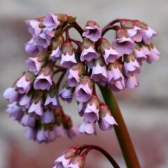 bergenia-4131089_1920-1616x1080-1.jpg