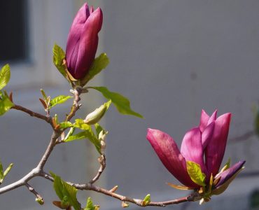 Magnolia Black Beauty