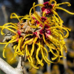 blossom-642004_1920-1034x1080-1.jpg
