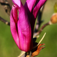 blossom-plant-leaf-flower-petal-botany-587669-pxhere.com_-727x1080-1.jpg