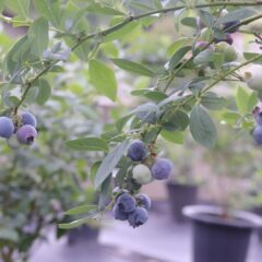 blue-berries-4352156_1920-1-1620x1080-1.jpg