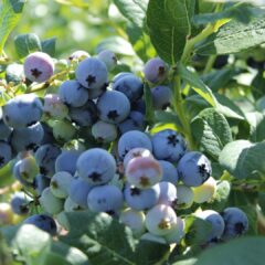 blueberry-2412112_1920-1620x1080-1.jpg