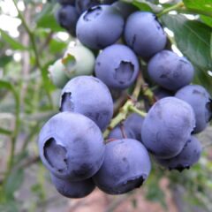 blueberry-2686266_1920-1440x1080-1.jpg