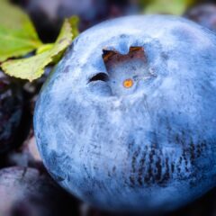 blueberry-3538385_1920-1620x1080-1.jpg
