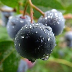 blueberry-559143_1920-1441x1080-1.jpg