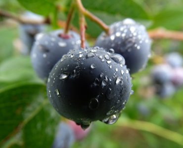 blueberry-559143_1920-1441x1080-1.jpg