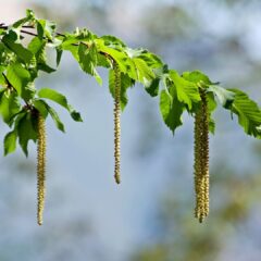 branch-5069938_1920-1620x1080-1.jpg