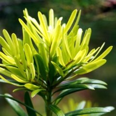 buddhist-pine-6545658_1920-1485x1080-1.jpg