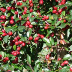 bulky-cotoneaster-61318_1920-810x1080-1.jpg