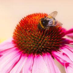 bumblebee-3630035_1920-1579x1080-1.jpg