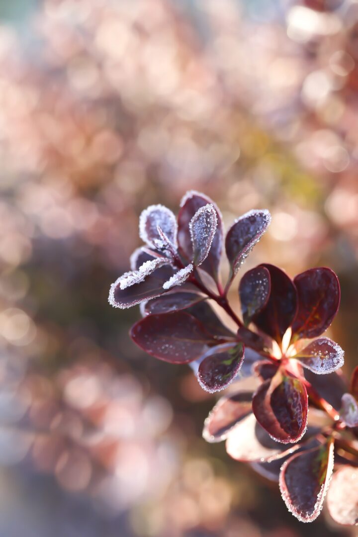 Berberys Thunberga "Dart's Red Lady"(Berberis thunbergii)