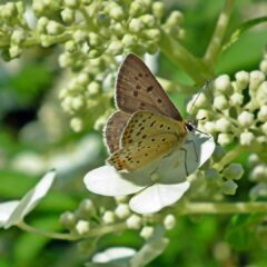 butterfly-4727977_1920-1683x1080-1.jpg