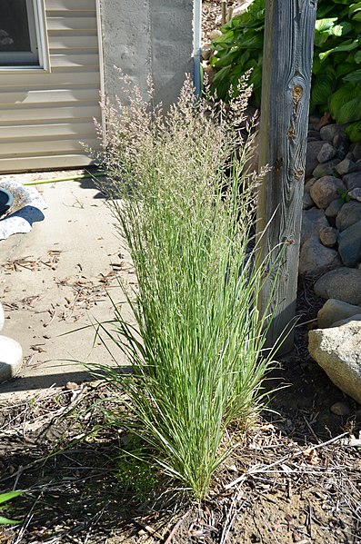 Trzcinnik ostrokwiatowy "Karl Foerster"(Calamagrostis ×acutiflora ) - obrazek 4