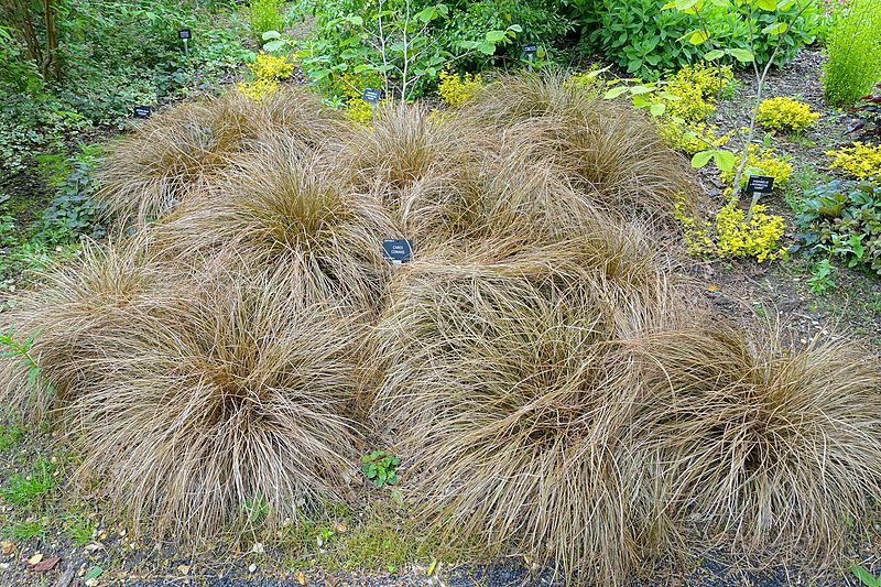 Turzyca włosista "Bronze Form"(Carex comans)