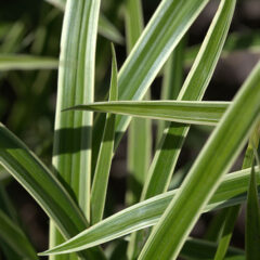 carex_morrowii_ice_dance_leafs.jpg