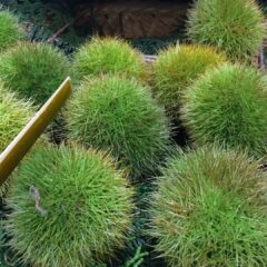 chestnut-1673340_1920-1528x1080-1.jpg