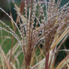 china-grass-6849417_1920-1620x1080-1.jpg