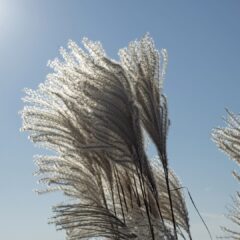 chinese-reed-3749251_1920-1440x1080-1.jpg