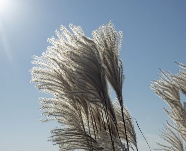 chinese-reed-3749251_1920-1440x1080-1.jpg