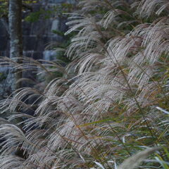 chinese_silver_grass_miscanthus_sinensis_22299894533-1.jpg