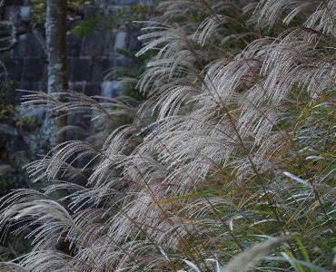 chinese_silver_grass_miscanthus_sinensis_22299894533-1.jpg