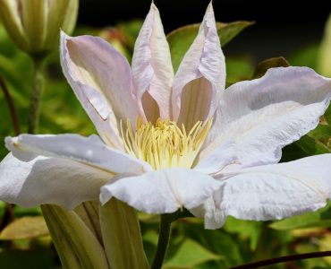 clematis-g3d2b5ebb8_1920-1620x1080-1.jpg