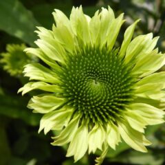 coneflower-1644421_1920-1440x1080-1.jpg